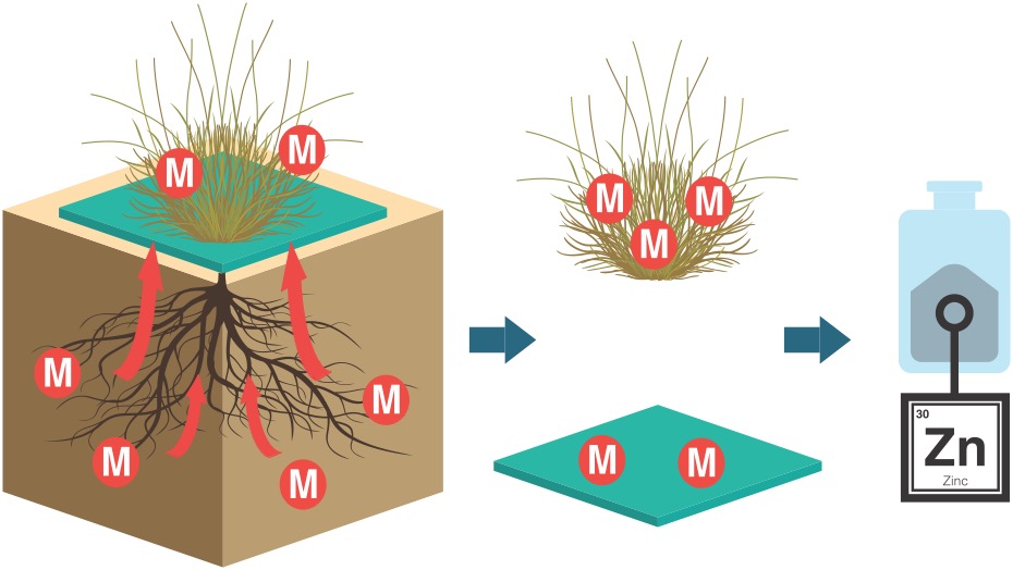 Diagram of metal in contaminated soil moving from plant roots up to soil surface and being captured in a square hydrogel mat surrounding the plant.
