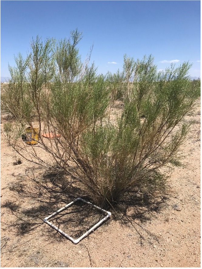 Photo of desert broom plant with 0.5 m quadrat in front of it.