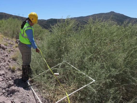 Photo of scientist using 1 meter quad and tape measure to assess revegetation on a waste rock slope.