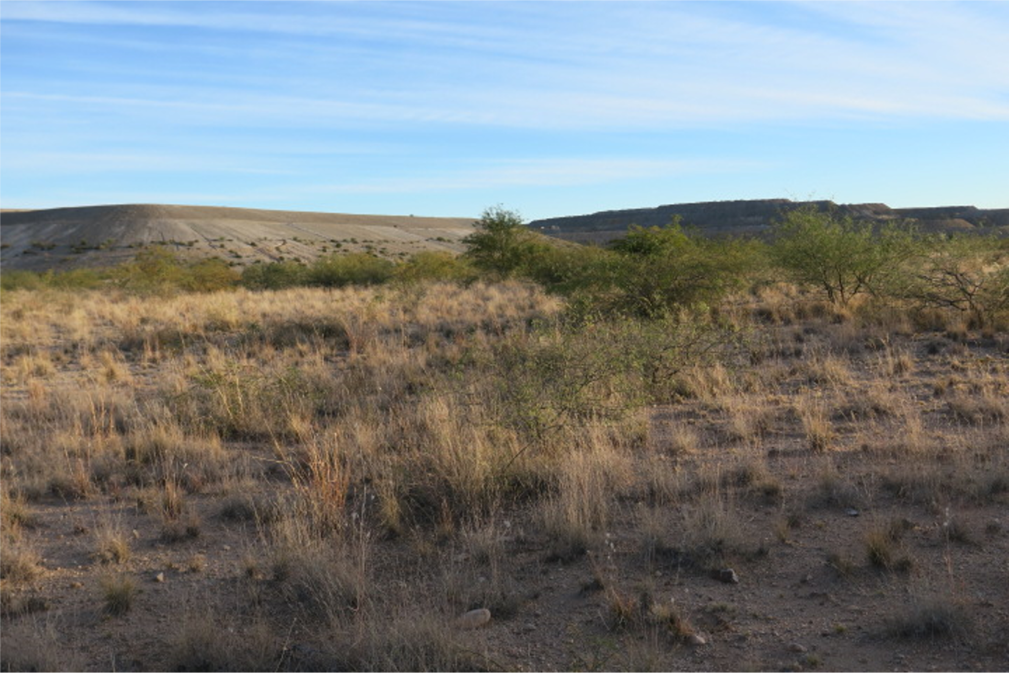 Photo of revegetated tailings facility with grasses and mesquites/acacias.